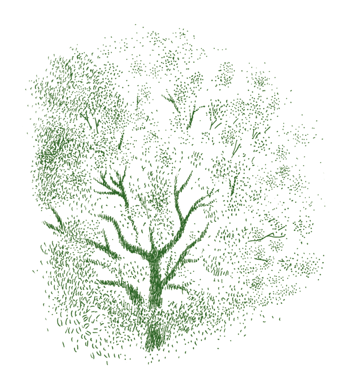 怪しげに風に揺れる楠の大木