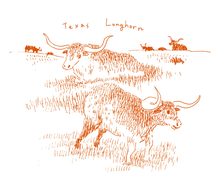 テキサスロングホーン