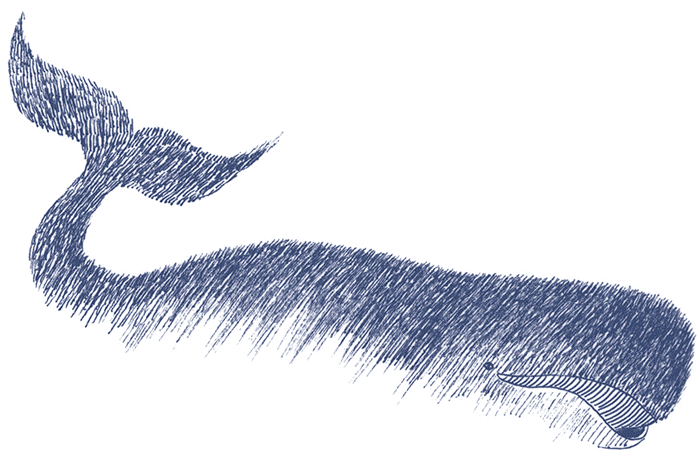 マッコウクジラ